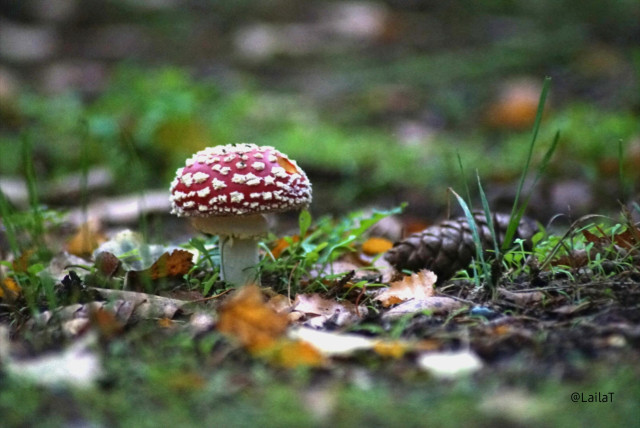 Eine Aufnahme des Bodens, der mit orangen und braunen Blättern sowie grünen Gräsern bedeckt ist. Der Fokus liegt auf einem jungen Fliegenpilz, daneben liegt ein Zapfen.