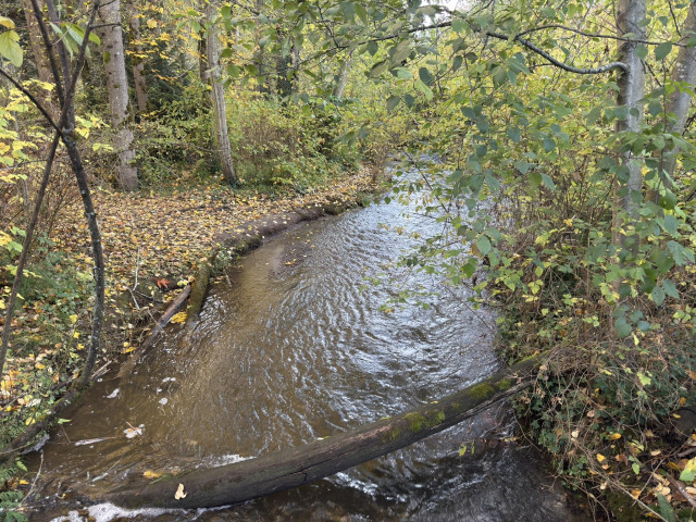 Creek in center of photo with trees lining both sides of the bank. A fallen log in the foreground. Leaves on the group on the left bank.