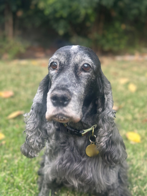 A dark blue roan English Cocker Spaniel, sitting in her yard and looking at the camera.  