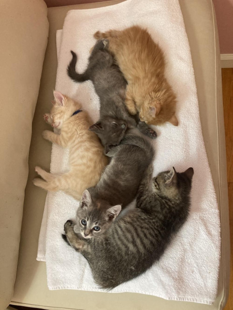 Photo of five kittens sprawled on a white-ish towel. Four are sleeping and the designated lookout is staring up at the camera.