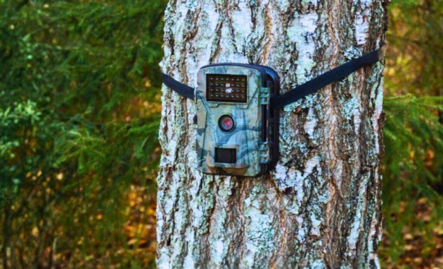 After 100 Years Of Silence, A Forgotten Species Has Returned