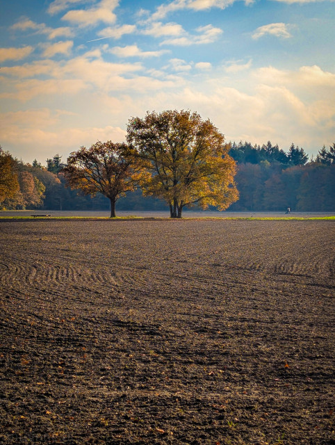 The foreground is dominated by a vast expanse of a dark, freshly plowed field. The soil is showing distinct furrows and clods that lead the eye back toward the horizon.

In the middle ground, two prominent oak trees stand out. The tree on the right is larger and features a dense canopy of golden-yellow and orange leaves, capturing the bright sunlight. The tree slightly to the left is smaller and has a mix of darker brown and some remaining yellow leaves. 

They provide a striking contrast against the dark field and the backdrop of the forest. The sky is a mix of soft blue and hazy white clouds. 