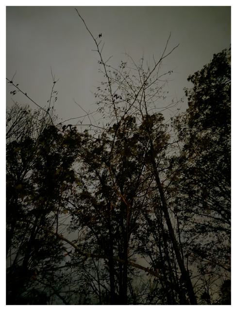 Dark, moody photo looking up at tall trees with sparse leaves against a cloudy, gray sky. The branches appear tangled and thin, silhouetted in low light