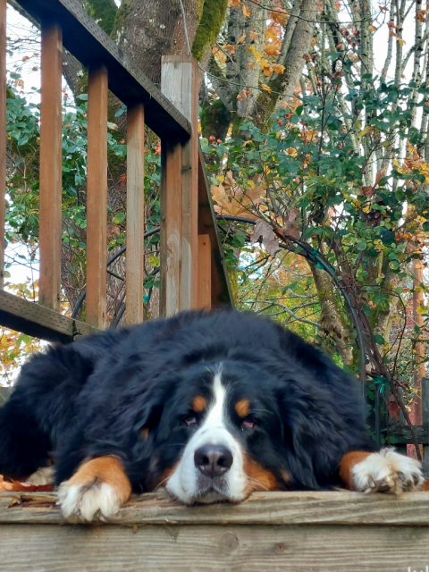 A Bernese Mountain Dog lies on a wood deck with her chin in a puddle. The big leaf maples beyond are almost done with their fall leaf dump. 🍂
