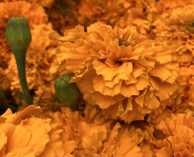 Bright orange marigold blooms, with one big bud sticking up on the far left. 