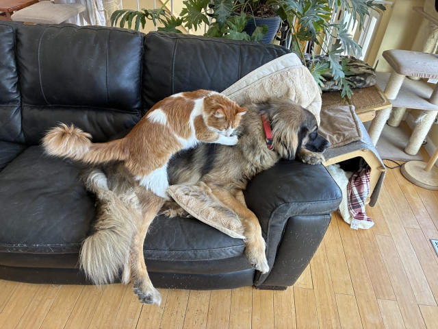 Tiny Sir, a long haired orange and white cat, kneads the fur of Clover the Leonberger dog. Clover is many shades of brown, and has very long fur. She is snoozing on a sofa. 