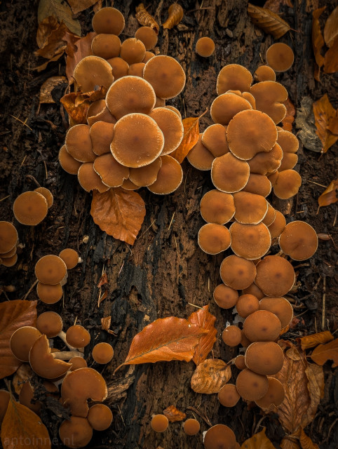 A top-down view of a cluster of small, brown-capped mushrooms growing on dark, decaying wood. The overall color palette is dominated by deep browns, rich oranges, and earthy tones.

Scattered throughout the scene are dry, fallen deciduous leaves, in shades of vibrant orange, russet, and warm brown. These leaves are nestled among the fungi and pressed against the wood, further emphasizing the seasonal theme. 