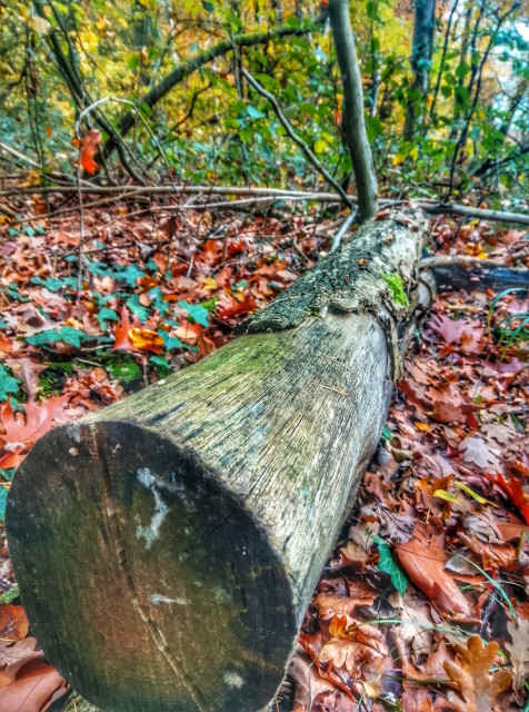 A large weathered piece of timber in the midst of fallen autumn leaves