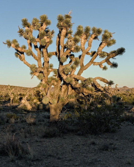 A color portrait photo of a odd looking tree in a desert landscape. The tree is around 12-14 feet tall. From a short central trunk there's many thick twisted branches shooting off in many directions. At the end of each branch is a green tuff of long sharp spike like leaves. The sky is blue and clear. 