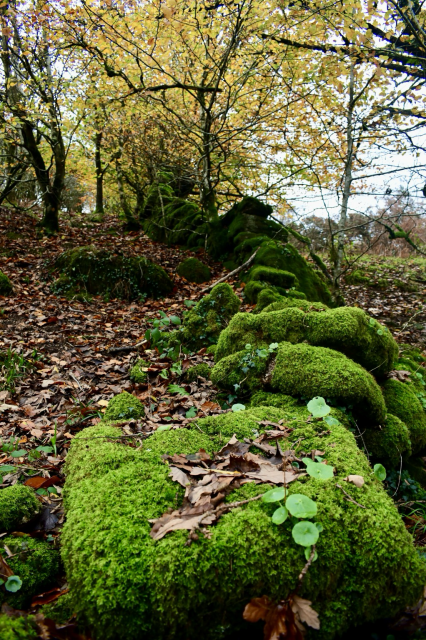 A mossy wall with a beech tree.