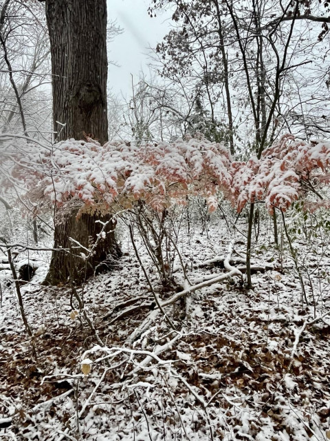 A snowy landscape featuring a bush with a cluster of pink-tinged leaves partially covered in snow. The ground is blanketed in snow and fallen leaves, surrounded by sparse trees in a winter setting.