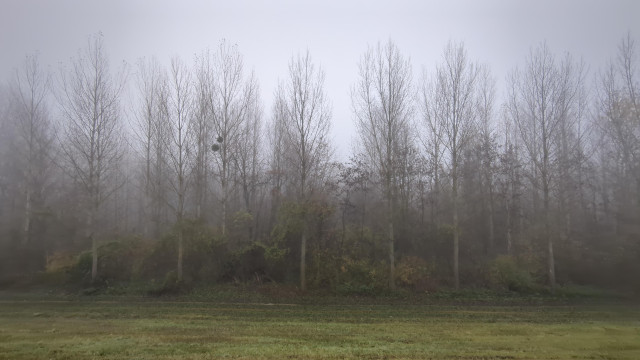 Bäume trilweise im Nebel