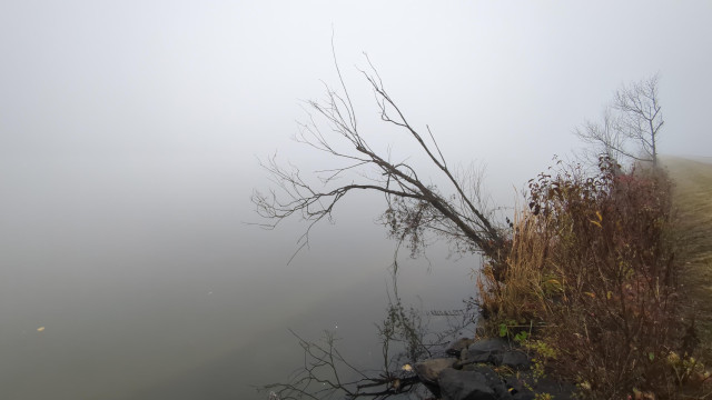 Ein fast blattloser Strauch hängt übers Wasser umgeben von Nebel