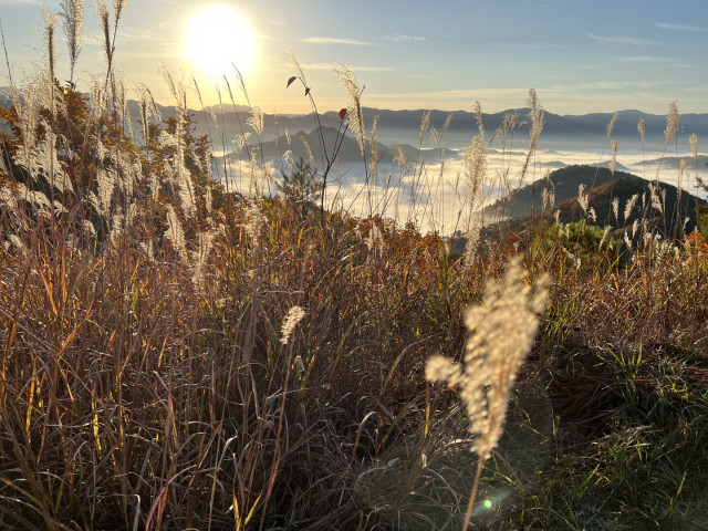 From the top of a mountain, the sun comes up over an unkai (sea of clouds). There is wild grass in the foreground.