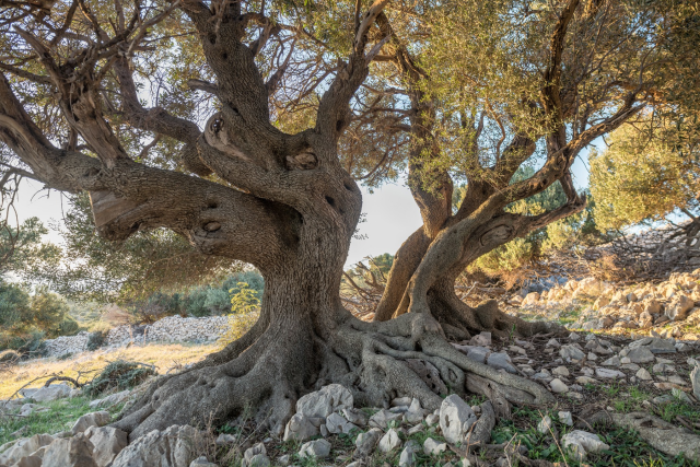 HR Island Pag, Village Lun, Olive Graden, Old tree twins #VinkoP