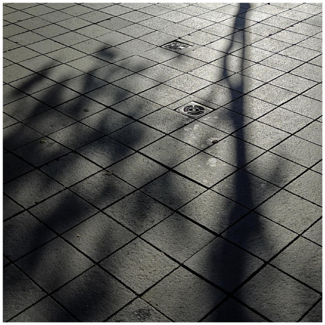 A photo of shadows of tree branches falling across a tiled pavement with two small circular drains set among square stones.