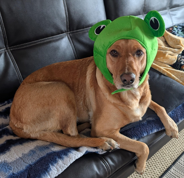 Golden lab is lying on her blue and white blanket. She is wearing a green frog hat.