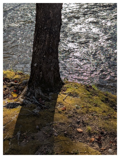 	
A tree trunk stands on a mossy, sunlit riverbank. The ground is uneven with patches of grass and small rocks. The shimmering river in the background reflects sunlight,