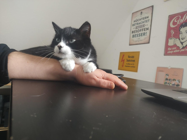 Kater Phips liegt auf einem schwarzen Küchentisch. Den Kopf und die Vorderpfoten auf meiner linken Hand abgestützt. Der Blick von ihm richtet sich zu mir
