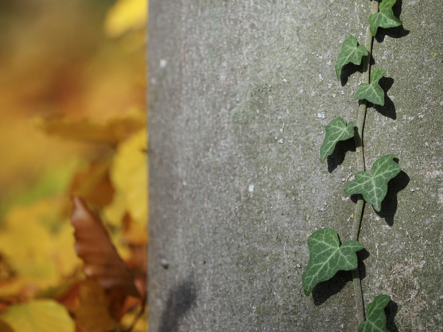 das querformatige bild zeigt in den rechten zwei dritteln einen glatten baumstamm, an dem eine efeuranke senkrecht emporwächst. der baumstamm ist grau und hat eine feine textur. es handelt sich wahrscheinlich um eine buche. im hintergrund im linken drittel sind unscharfe herbstliche blätter in intensiven gelben und braunen tönen zu sehen. das efeu hat grüne blätter und wirft einen schatten auf den baumstamm.