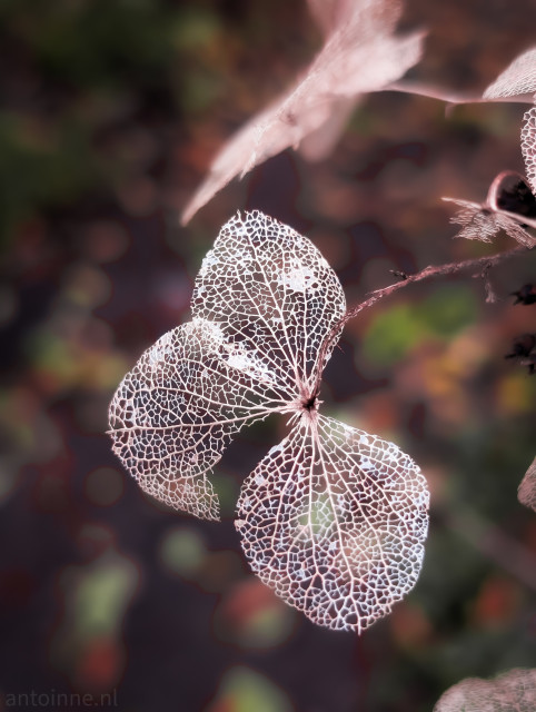 A close-up featuring the delicate, skeletal remains of dried hydrangea florets. The soft tissue has decayed, leaving only the intricate, net-like venation structure. This delicate lacework creates a beautiful, ghostly appearance.

The dominant tones are muted and soft, leaning towards pinks, light browns, and pale cream/white for the skeletal leaves, set against a darker, blurred background. The background is dark, featuring subtle hints of brown, green, and some reddish colors from other autumnal foliage. 
