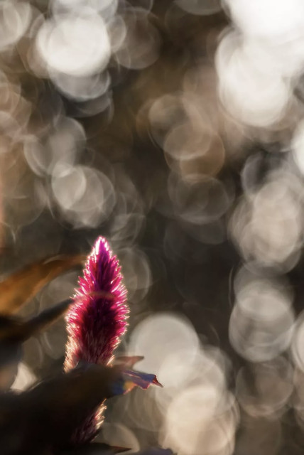 A close-up of a vibrant red or pink flower bud against a softly blurred background with light bokeh effects. The image conveys a sense of tranquility and natural beauty.