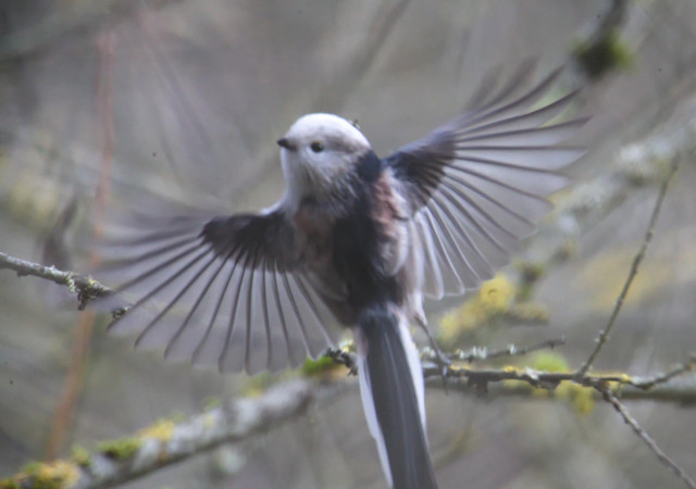 Rückenansicht eines kleinen Vogels mit nach rechts und links ausgebreiteten, durchscheinenden Flügeln. Rücken ist schwarz weiß rostrot gemasert. Der Kopf ist weiß und kuckt nach links.