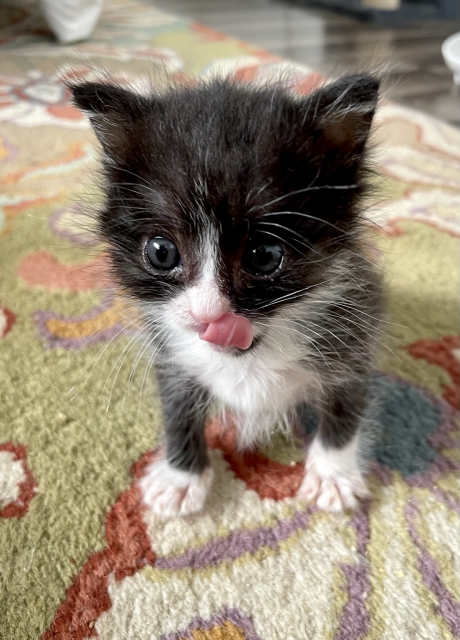 A tiny tuxedo kitten licks his little pink nose