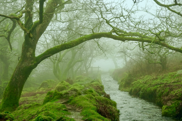 A tree bends over a man made stream in fog 