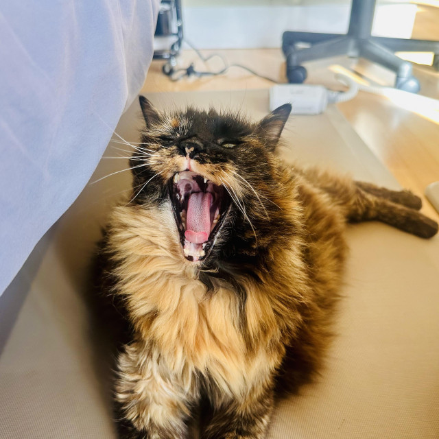 A photo of Mila yawning with her mouth open like a lion 