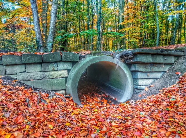 A stone drainage channel in the forest amidst a carpet of red and copper coloured leaves
