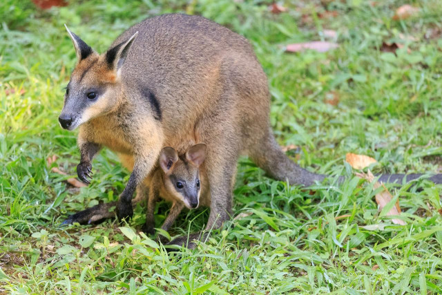 Female swamp wallaby with joey sticking out of her pouch on grass. She's looking to the left of frame, while the joey is looking more to the right. 