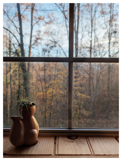 A small ceramic squirrel planter with an air plant in the head sits on a wooden windowsill. Behind the window’s mesh screen, bare trees and autumn foliage are visible, with soft sunlight a half-hour before sunset.