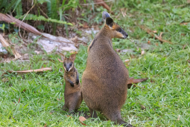 A female swamp wallaby standing up, back facing the camera, head turned to the right and her joey, standing to her left, facing her, but head turned to face the camera with its ears up. 
