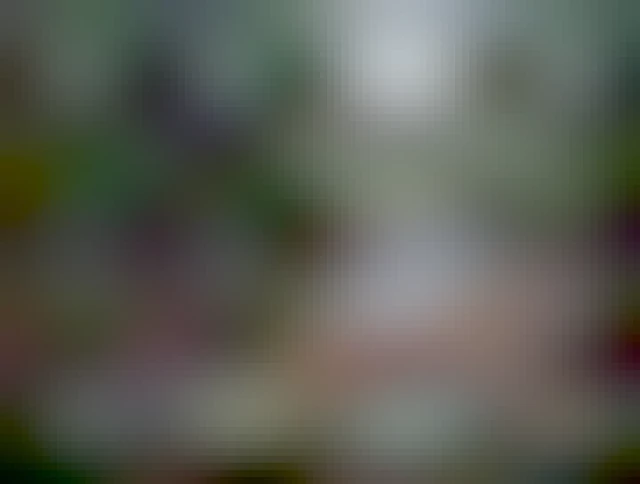 a misty river in the fall with mossy trees around.