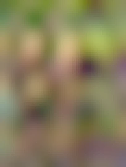 some fine shaded top mushrooms and moss from the same river walk.