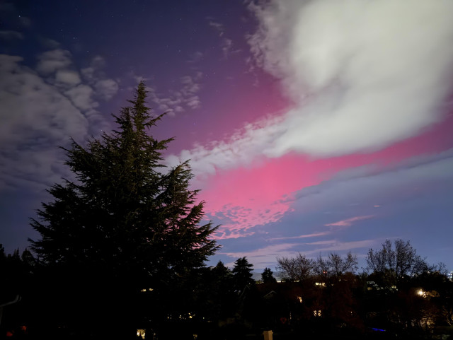 Bright pink northern light against tall dark pine tree by our house, Some streaky clouds. 