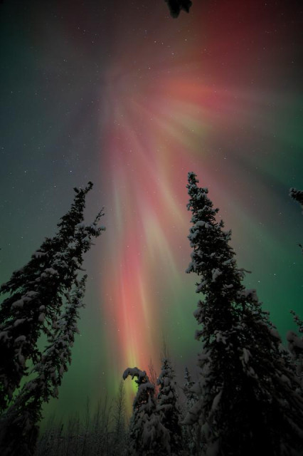 Vertical photograph of red and green aurora overhead, viewed between tall spruce trees laden with snow. The aurora forms a wide fan shape spreading outward from a point near the horizon, with streaks of red dominating the center and green along the edges. Stars are visible through the aurora.