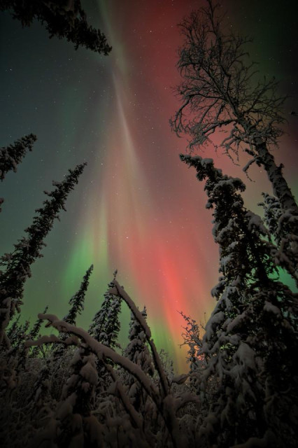 Vertical image of red and green aurora appearing above a dense stand of snow-covered spruce and birch trees. Faint beams of aurora stretch upward toward the stars. The foreground trees are coated with fresh snow, and dark branches frame the top and sides of the image.