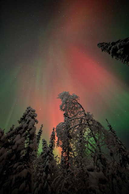 Vertical photo showing red aurora above snow-covered spruce and birch trees. The aurora forms diagonal, soft streaks that spread outward toward the top of the frame. The trees at the bottom are heavily coated in snow and appear as dark silhouettes beneath the light.