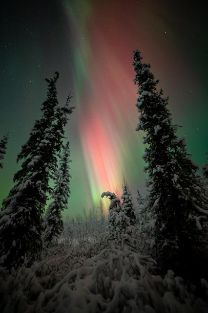 Vertical photograph of the aurora borealis seen through snow-covered spruce trees at night. Bright red and green aurora bands rise in straight vertical columns into the sky, forming a tall curtain of light. The trees in the foreground are coated in snow, silhouetted against the aurora. A clear night sky with faint stars is visible above the aurora.