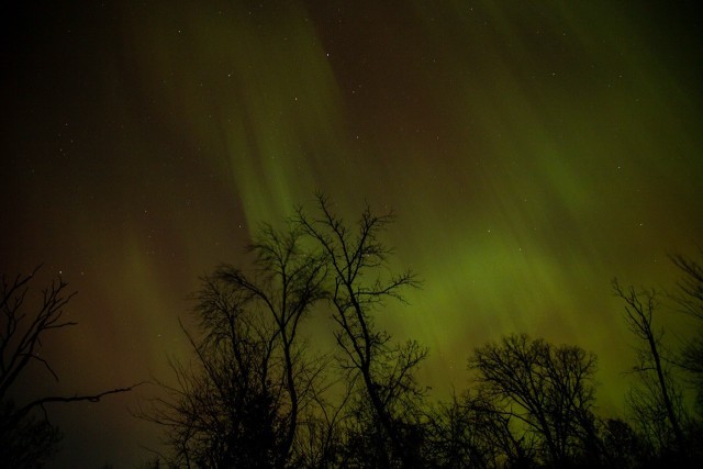 Photo of aurora borealis with leafless trees in the foreground.