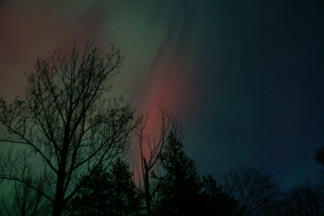 Photo of aurora borealis with leafless trees in the foreground.