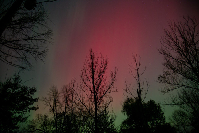 Photo of aurora borealis with leafless trees in the foreground.