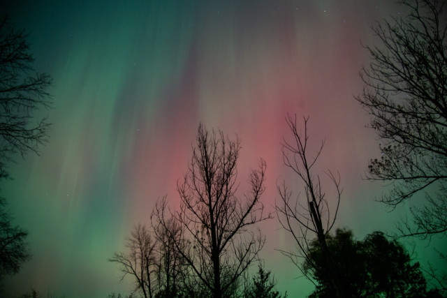 Photo of aurora borealis with leafless trees in the foreground.