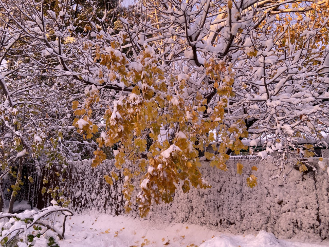 A snowy scene with a maple tree with yellow leaves hanging over a fence. You can tell which direction the wind was blowing during the snow storm, because even the vertical surface of the fence is covered in snow. It's all tinted pink with sunset light, and fresh yellow maple leaves have fallen on top of the snow. 