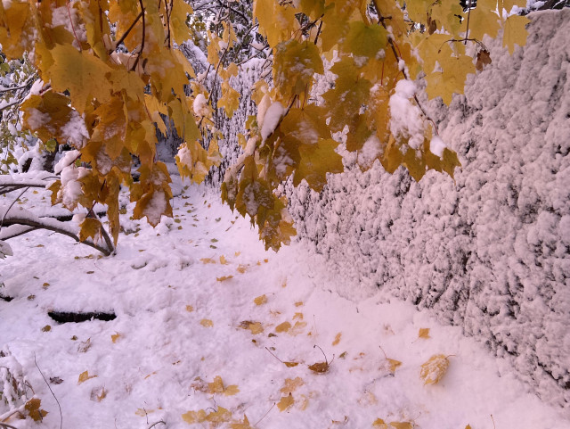 A closer view of the scene, with yellow leafy branches hanging down at the top of the frame, and the snow spattered fence behind, and maple leaves on top of snow. 