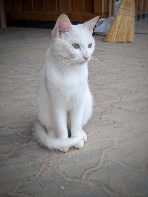A charming photograph of a white cat sitting attentively on a paved surface. The cat’s fur is pure white, and its striking green eyes gaze directly forward, giving it a curious and alert expression. Its ears are pointed upwards, and its tail is neatly curled around its body. The paving stones beneath the cat are arranged in a wavy pattern, adding texture to the scene. In the background, there is a wooden wall and a traditional broom leaning against it. The lighting is soft, casting gentle shadows and highlighting the cat’s serene and graceful demeanour.