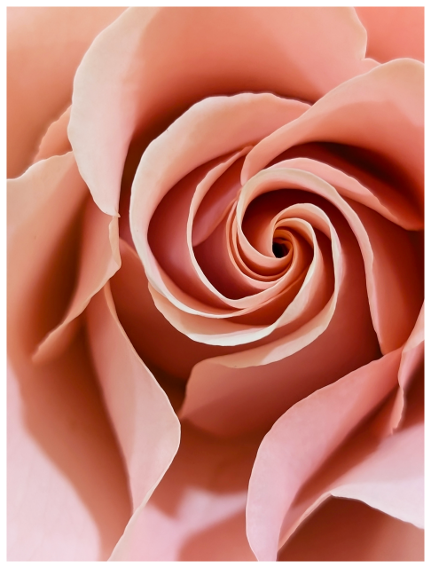 	
Close-up of a pink rose, showing petals arranged in a spiral pattern. The petals have smooth edges and subtle color gradients from pale pink to deeper shades