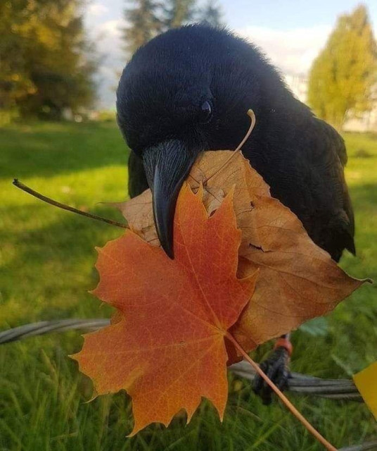 Crow with fall leaves